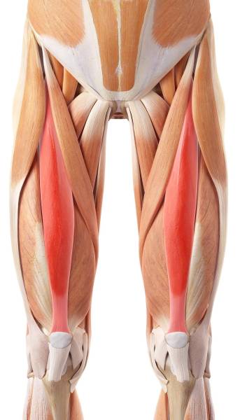 vision anatomique du rectus femoris